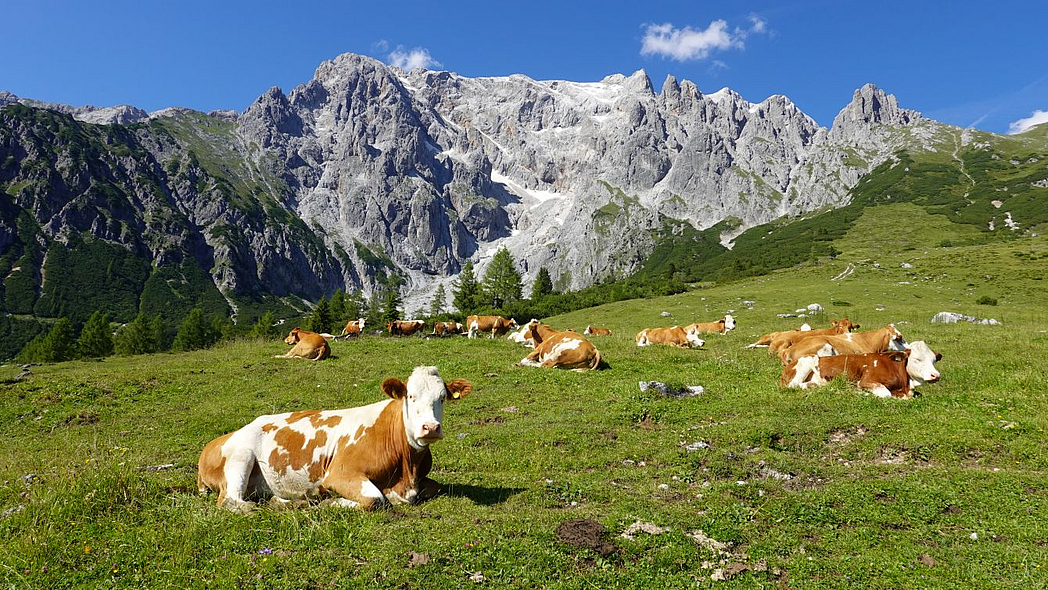 Kühe ruhen auf einer Bergwiese, dahinter Bergmassiv.