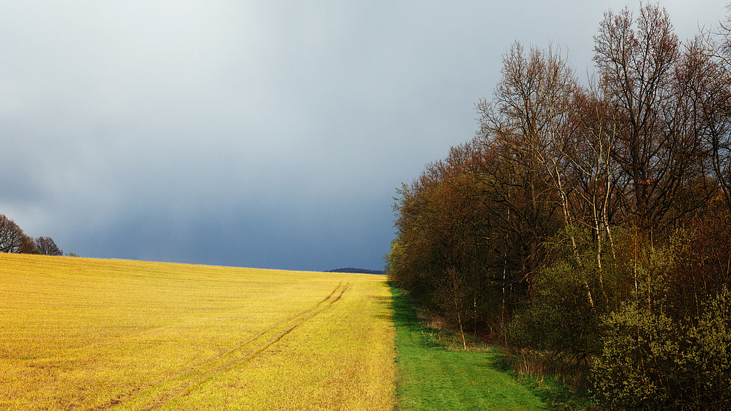 gelbes Feld 