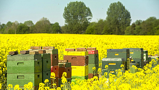 Bienenstöcke auf einem Rapsfeld