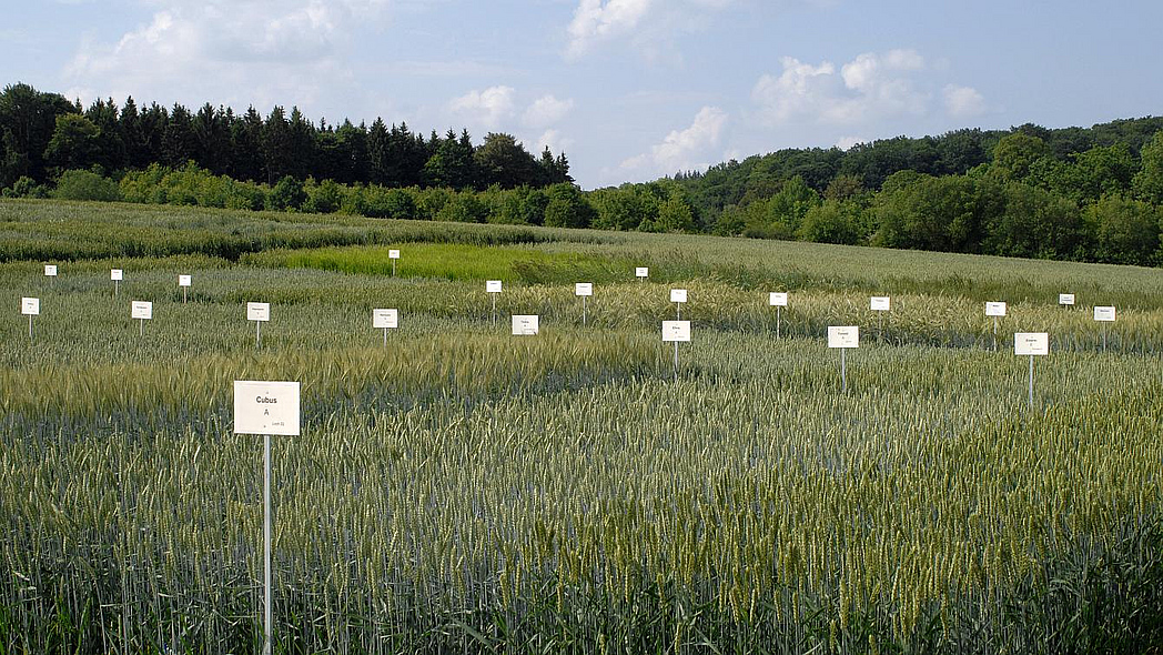Sortenversuch Weizen, zu sehen sind mehrere kleine Parzellen jeweils mit einem weißen Schild davor