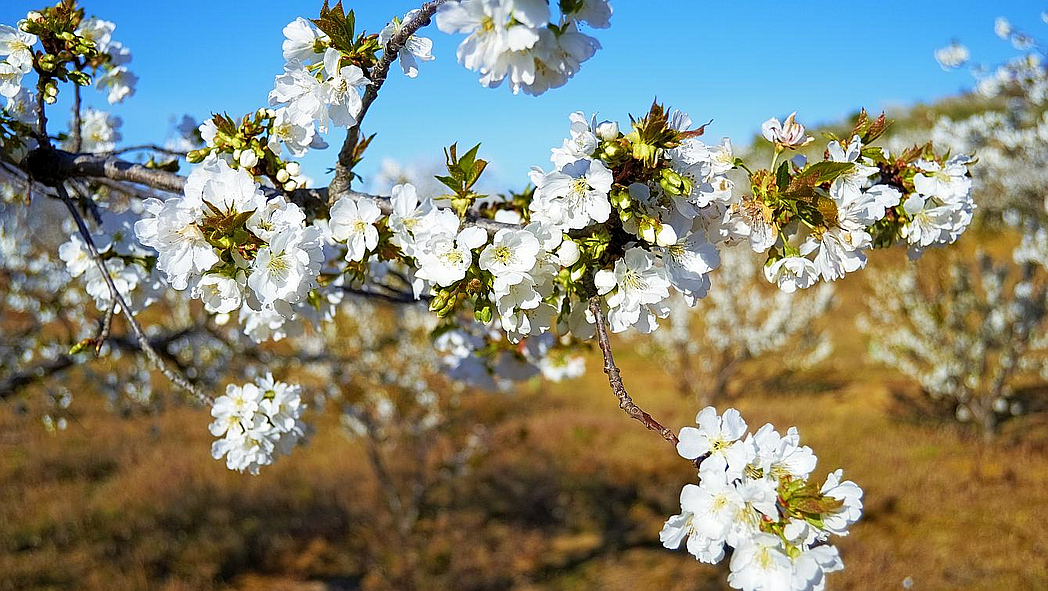 Weiße Kirschblüten am Zweig eines Kirschbaumes