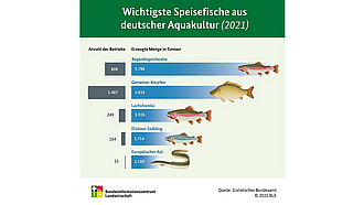 BZL-Infografik: Wichtigste Speisefische aus deutscher Aquakultur (2021)