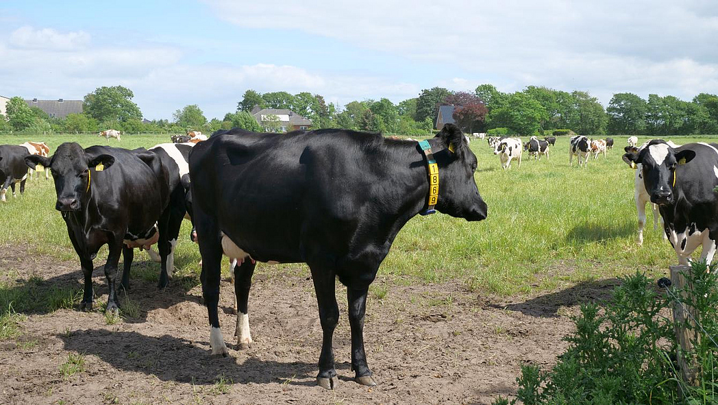 Im Vordergrund steht eine Kuh mit Transponderhalsband. Im Hintergrund stehen viele weitere Kühe auf einer grünen Weide.