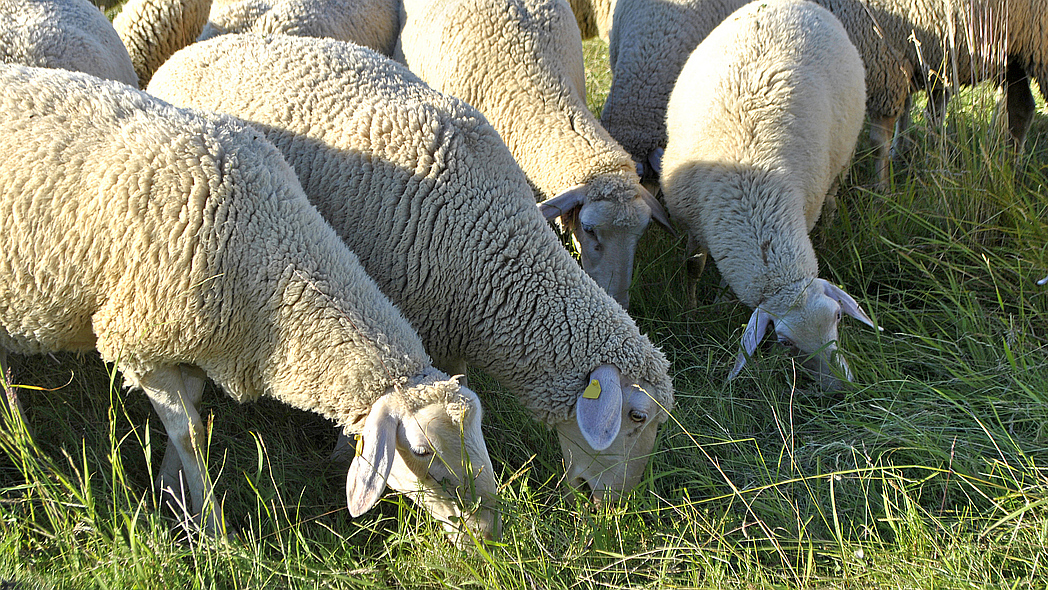 : Eine Gruppe weißer Schafe steht dicht beieinander auf einer Wiese und frisst Gras.