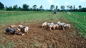 Schweine auf der Weide