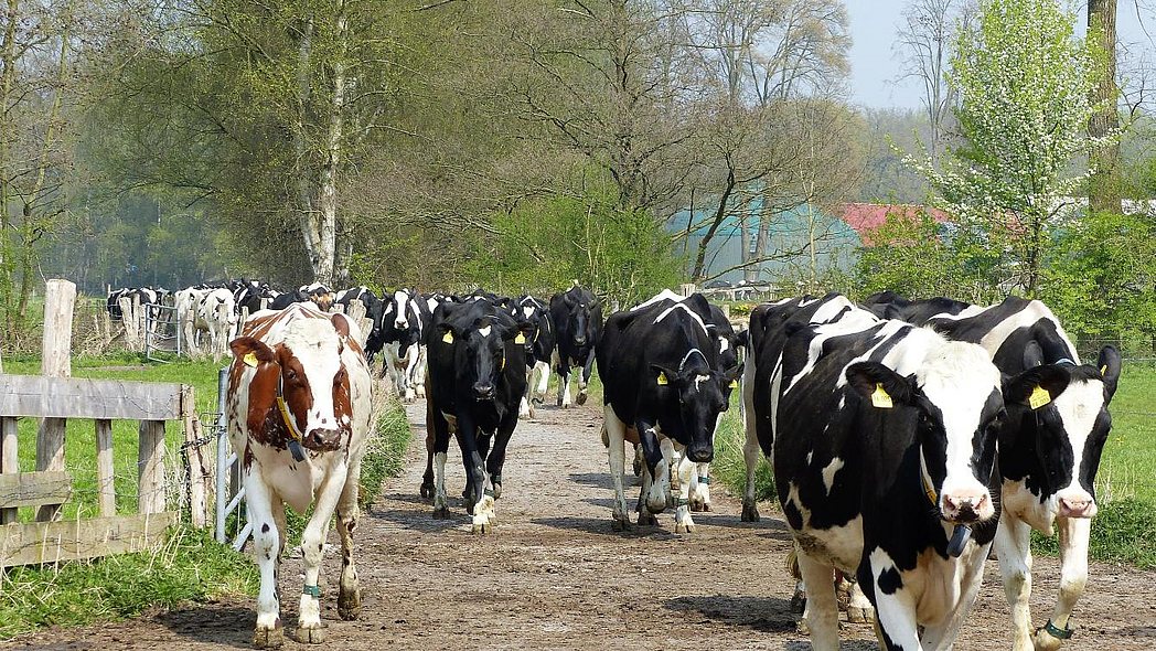 Kühe beim Weideauftrieb