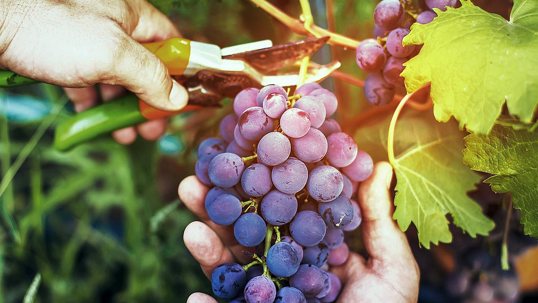 Reife Trauben an einer Weinrebe werden geerntet