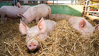 Einige Schweine liegen im Stall auf Stroh