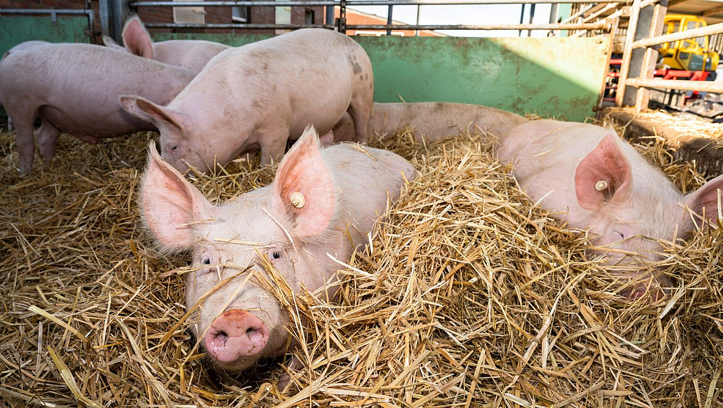 Einige Schweine liegen im Stall auf Stroh