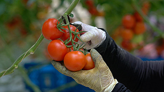 Nahaufnahme von Händen in Handschuhen, die mit einer Schere Tomaten ernten