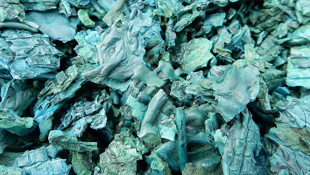 Getrocknete, grün-blaue Mikroalgen-Biomasse.