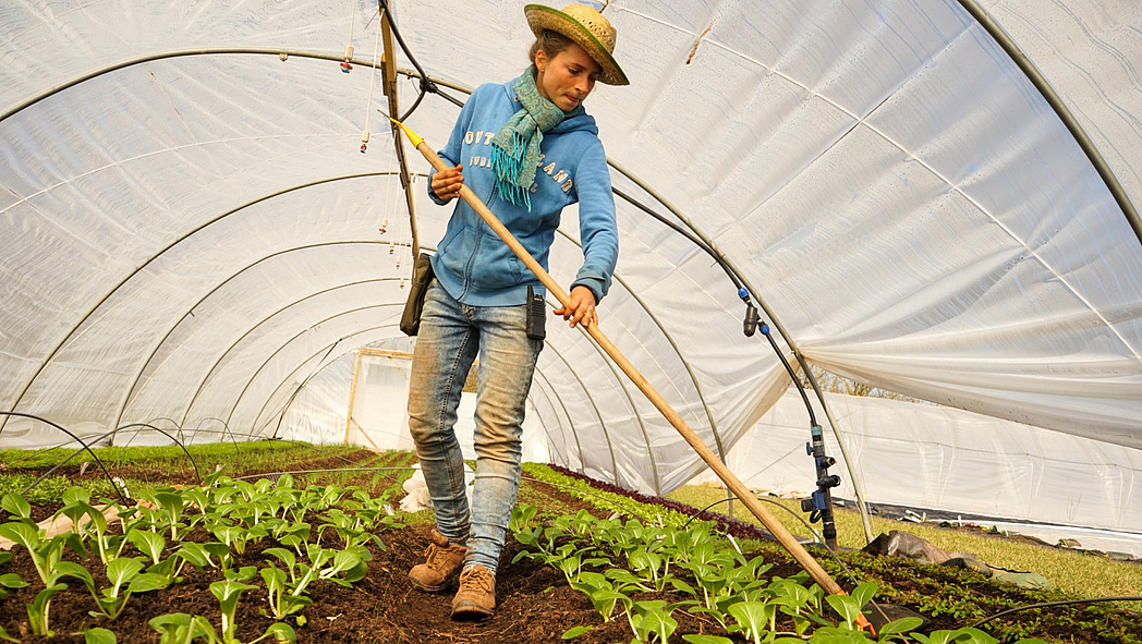 Sara Knapp beim Hacken der Beete im Gewächshaus