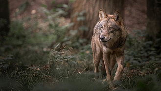 Ein Wolf im Wald