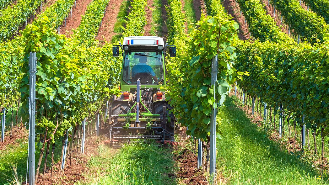 Traktor im Weinberg