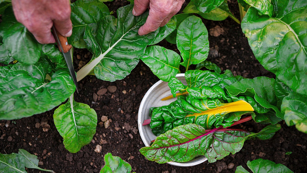 Zwei Hände schneiden mit einem Messer Blätter von einer Mangoldpflanze ab.