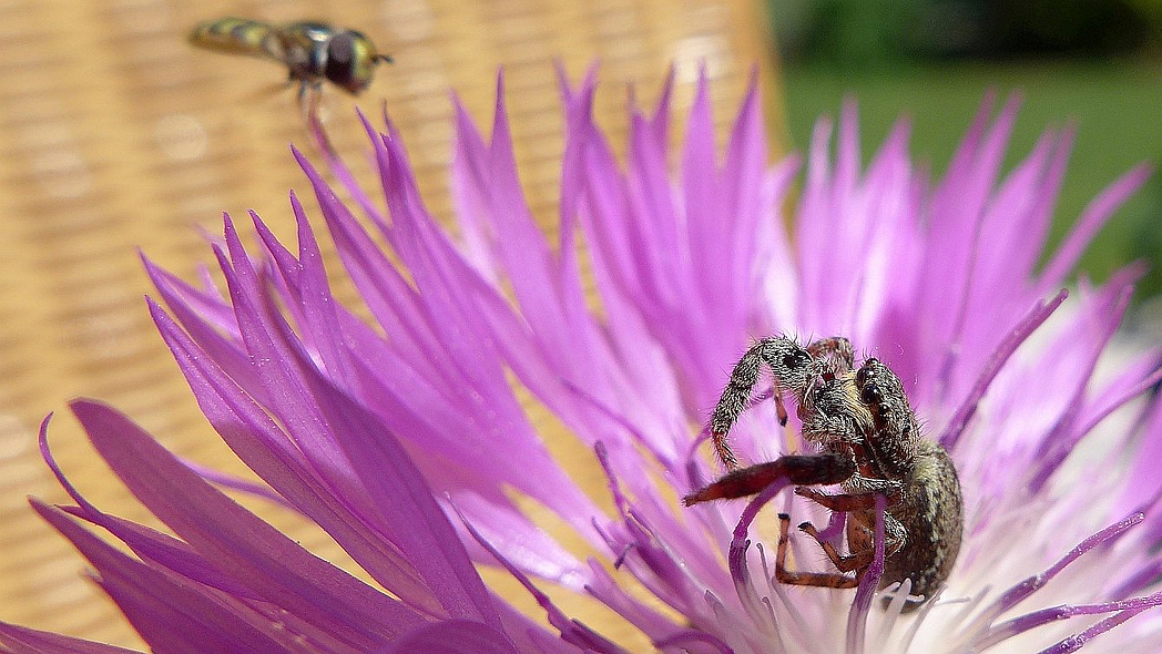 Spinne und Schwebfliege an einer Blume.