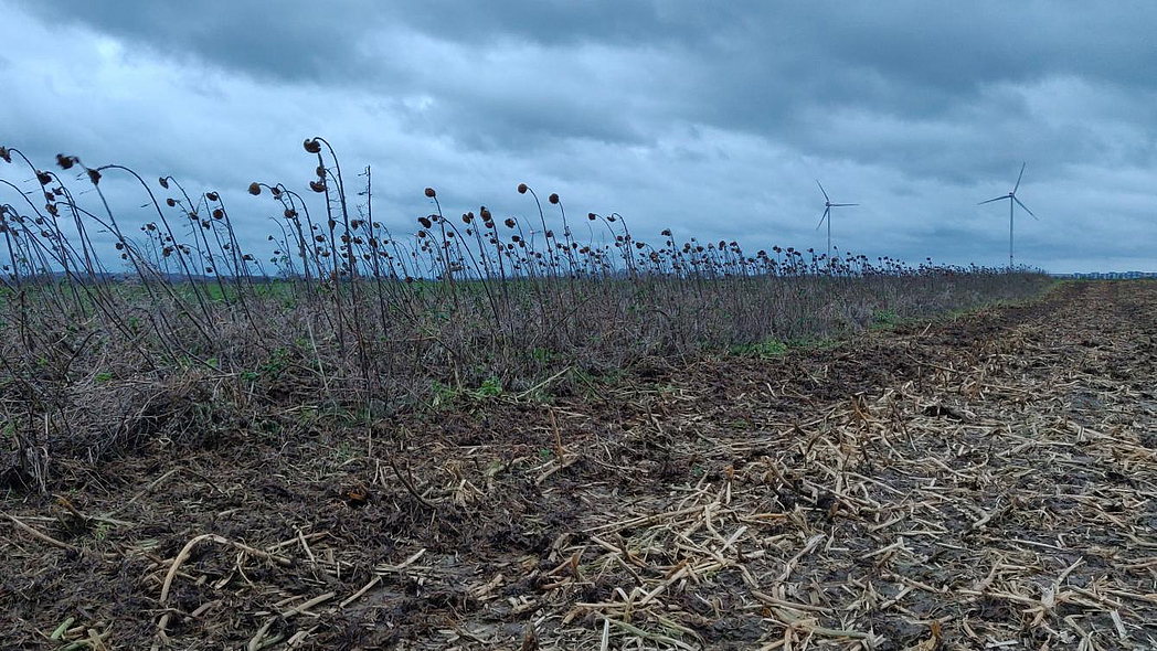 Blühstreifen mit vertrockneten Sonnenblumen im Winter