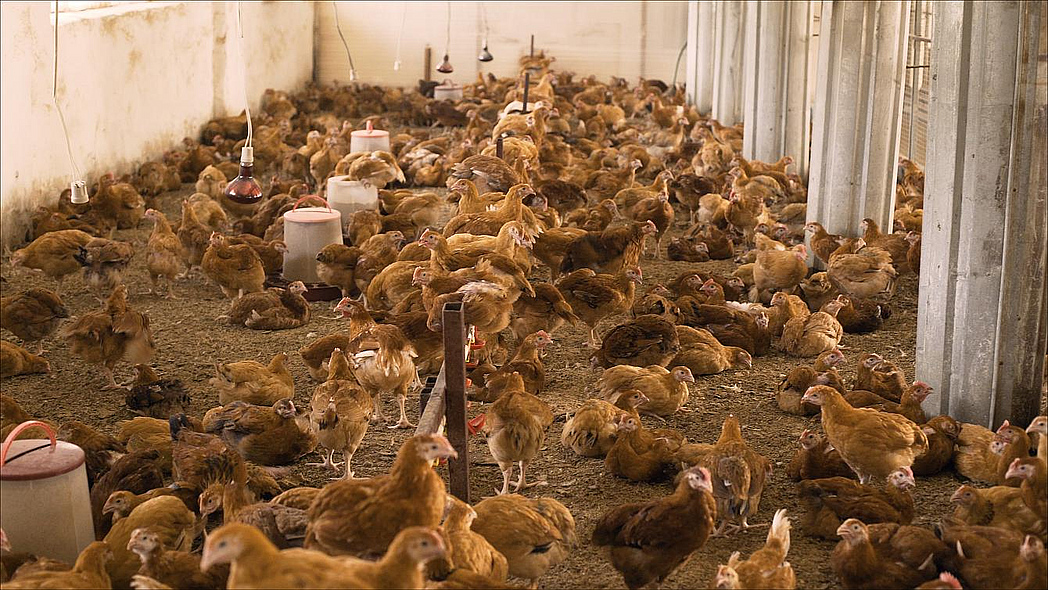 Viele braune Hühner in einem Stall.