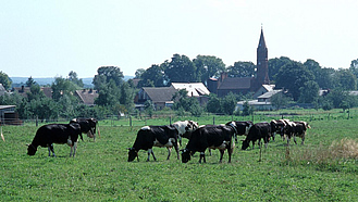 Milchkühe auf der Weide