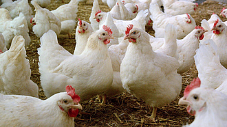 Viele weiße Hühner stehen in einem Stall auf Stroh