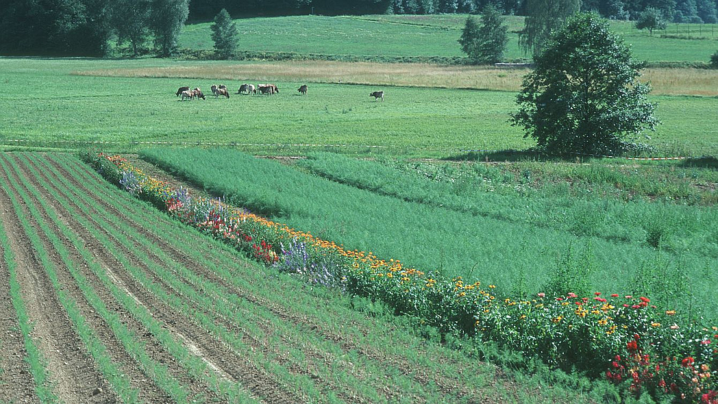 Blühstreifen mit verschiedenen Wildblumen am Feldrand