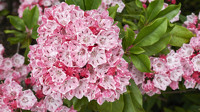 Blühende Lorbeerrose (Kalmia latifolia)