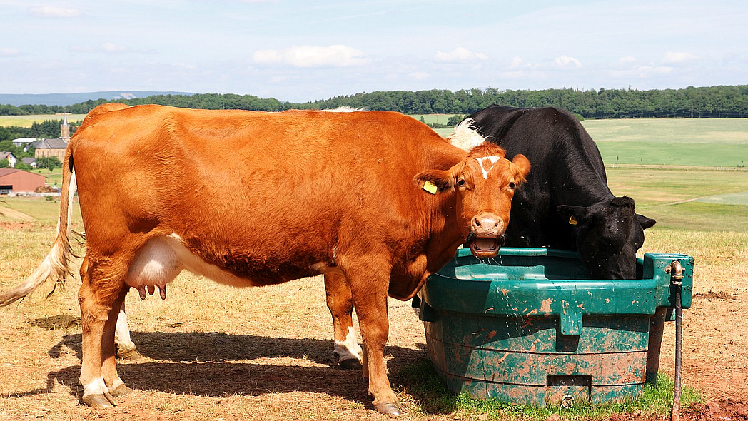 Zwei Kühe stehen zum Trinken an einer Tränke auf der Weide.