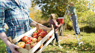 : Frau im Vordergrund hält eine mit Äpfeln gefüllte Holzkiste, im Hintergrund steht jemand auf der Leiter und beerntet einen Apfelbaum.