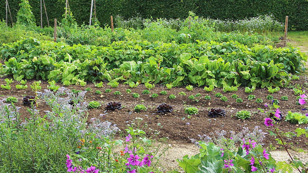 Gemüsegarten mit verschiedenen Pflanzen