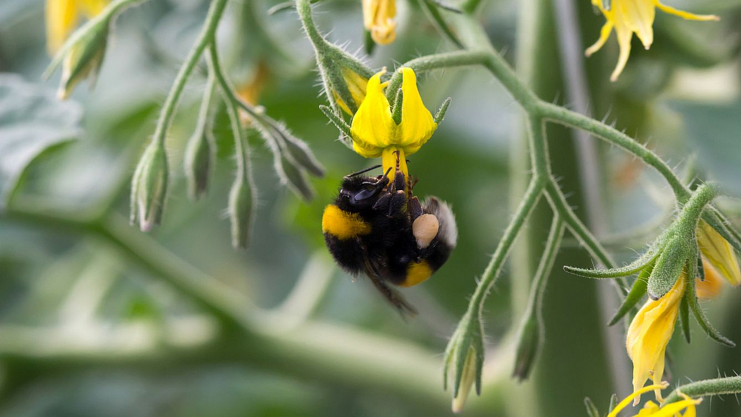 Dunkle Erdhummel an einer Tomatenblüte
