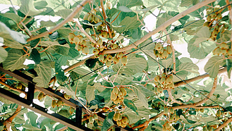 Blick von unten auf eine mit Kiwi überwachsene Pergola. Die Kiwi trägt Früchte.