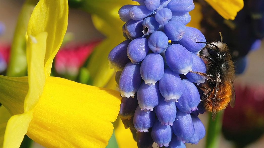 Rostrote Mauerbiene sammelt Pollen an Blüte