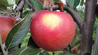 Ein roter Apfel am Baum. Ein aufgehellter Fleck an der Seite ist durch Sonnenbrand entstanden.