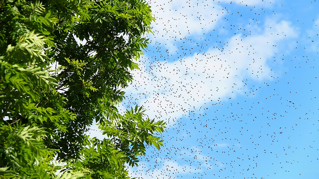 Schwärmende Bienen neben einer Baumkrone.