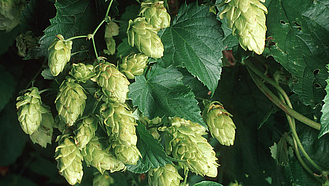 Nahaufnahme von reifem Hopfen vor der Ernte