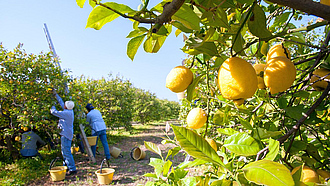 Zwei Männer ernten Zitronen auf einer Plantage