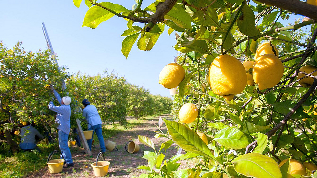 Zwei Männer ernten Zitronen auf einer Plantage