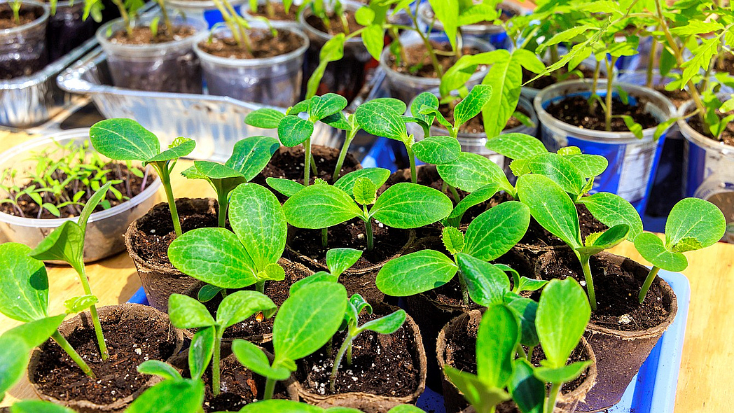 Verschiedene Gemüsesämlinge in Anzuchttöpfen