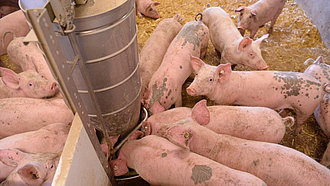 Schweine scharen sich zum Fressen um einen Futterautomat
