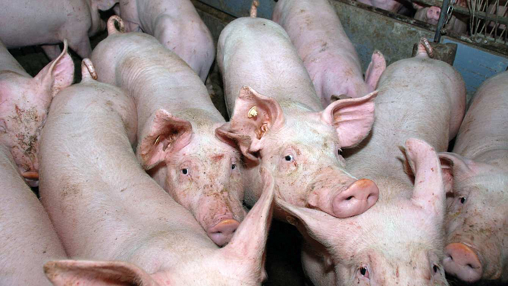 Eine Gruppe von Schweinen im Stall