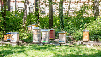Bienenstöcke mit Bäumen und Häusern im Hintergrund
