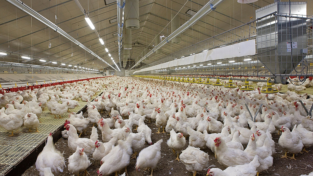 Zahlreiche weiße Hühner in einem großen, modern ausgestatteten Geflügelstall mit Fütterungsanlagen.