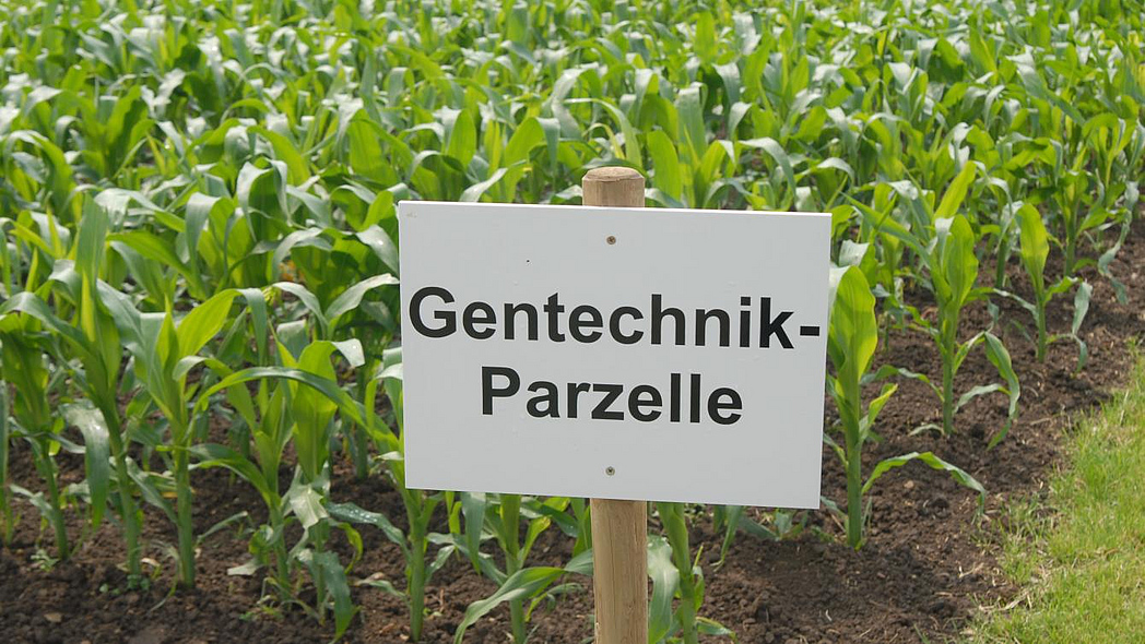 Maisfeld mit Gentechnik-Schild