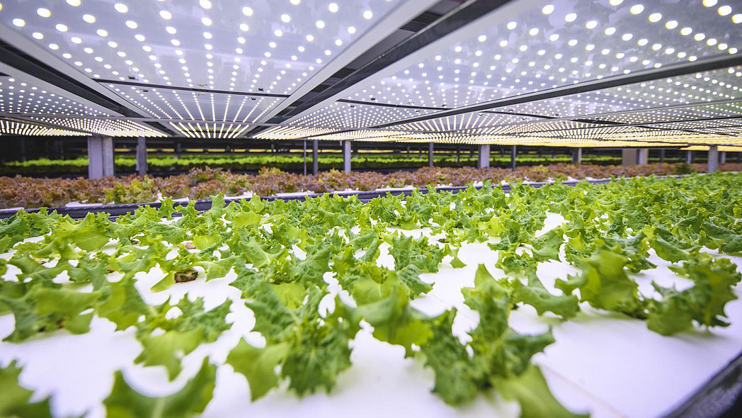 Salatpflanzen in einer Indoorfarm Salatpflanzen in einer Indoorfarm
