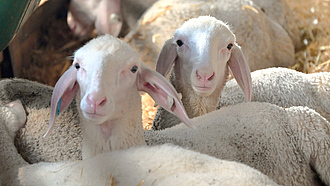 Eine kleine Herde Merinolandschafe in einem Stall
