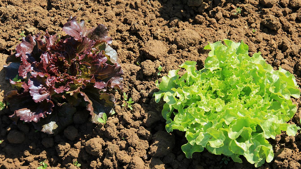 Ein roter und ein grüner Pflücksalat wachsen auf dem Feld.