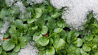 Feldsalat als Pflanze auf dem Beet. Zum Teil mit Schnee überdeckt.