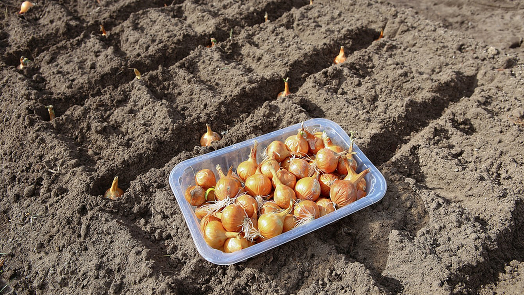 Eine Schale voll Steckzwiebeln auf einem Beet.
