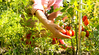 rote Tomaten am Strauch im Gewächshaus