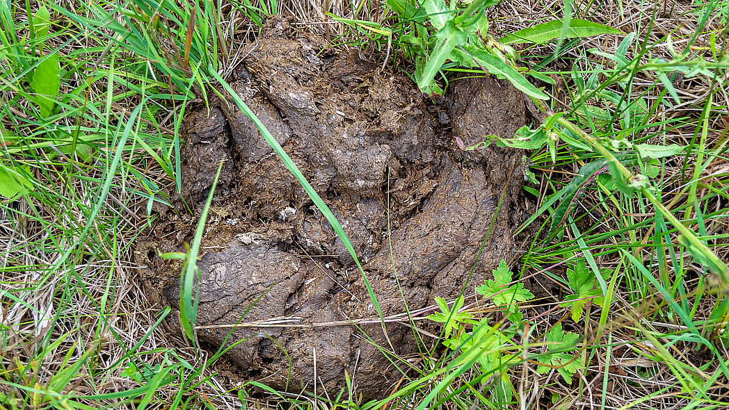 Ein frischer Kuhfladen liegt zwischen Gräsern und anderen krautigen Pflanzen auf einer Weide.